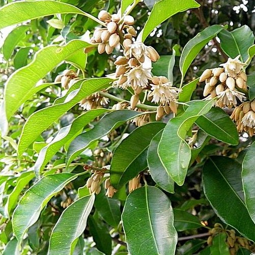 mimusops-elengi