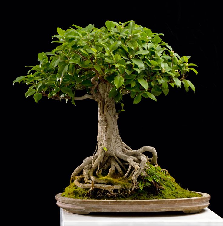 ficus retusa