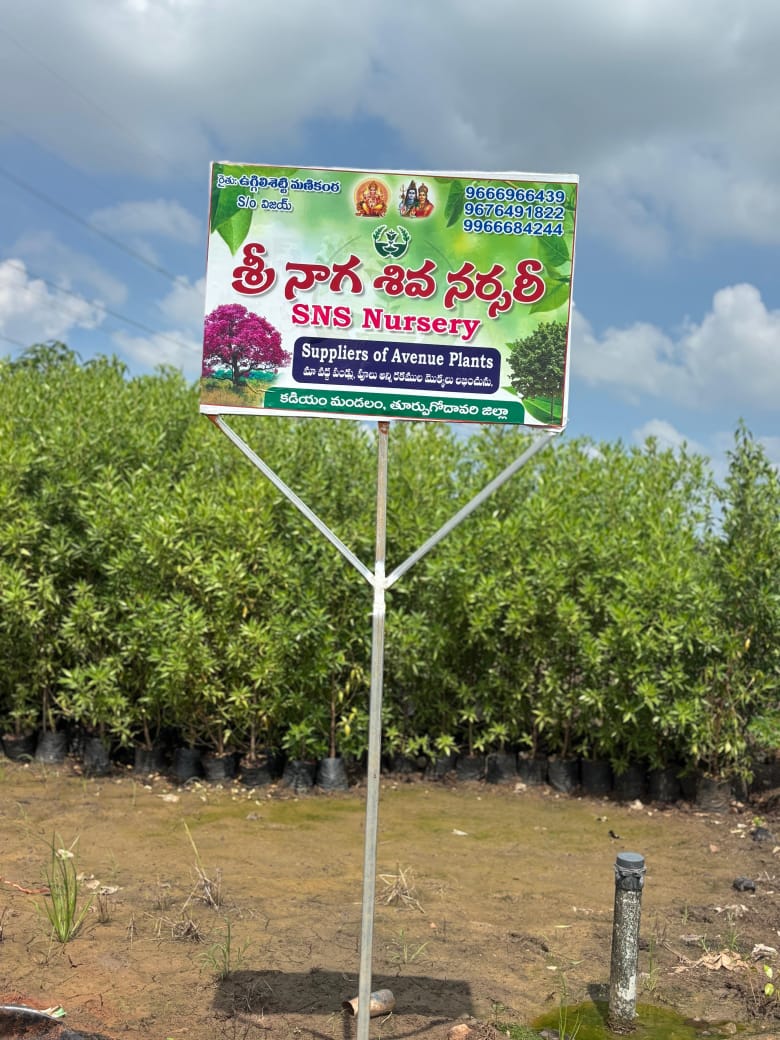 Lush green plants in the SNS Nursery