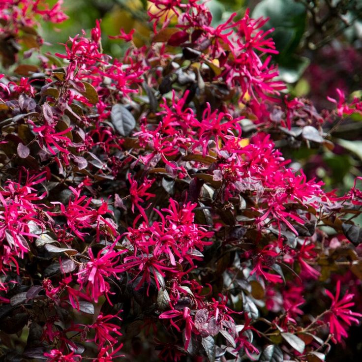 loropetalum-plnats