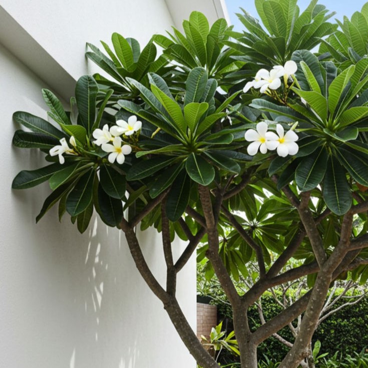 plumeria-alba