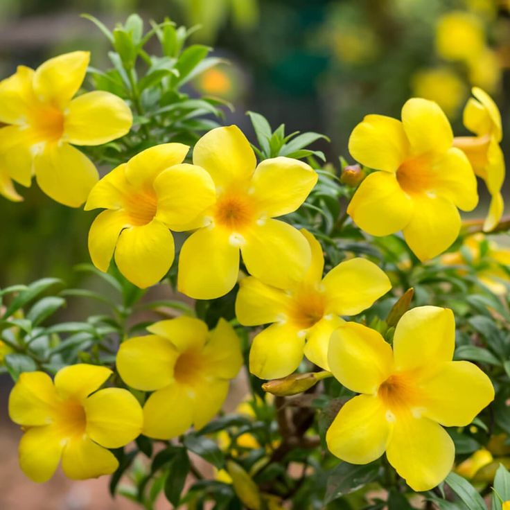 allamanda-cathartica