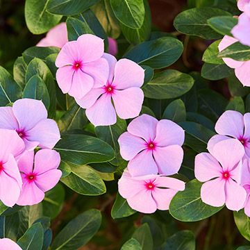 catharanthus-roseus