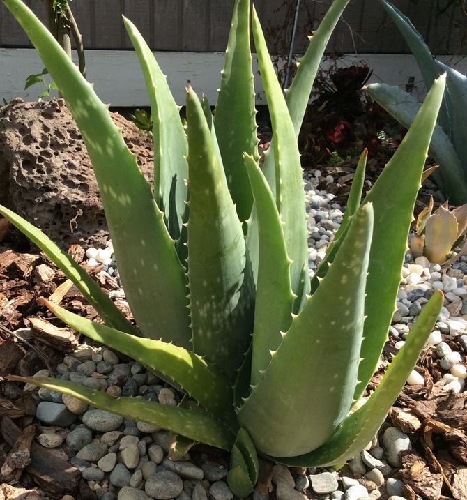 aloe-vera