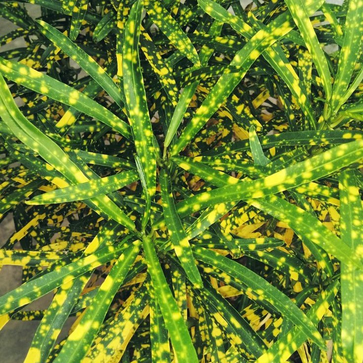 croton-multi-yellow